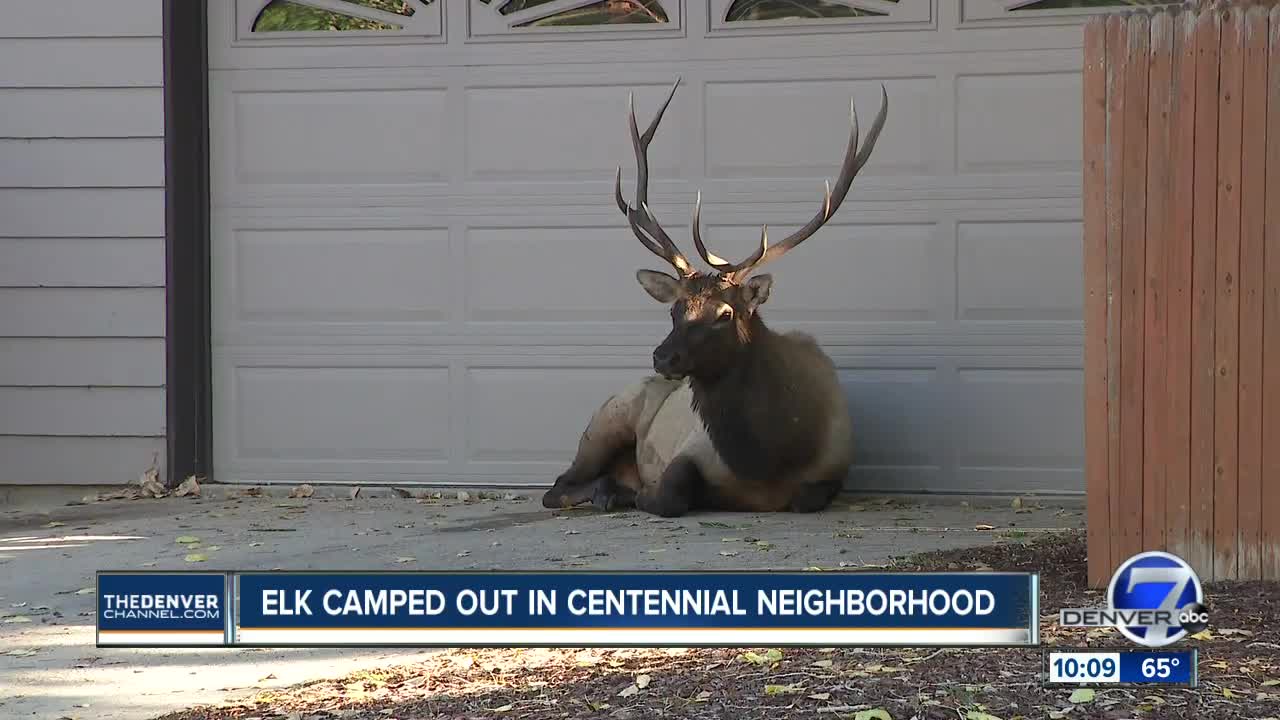 Injured elk refuses to move out of Centennial driveway