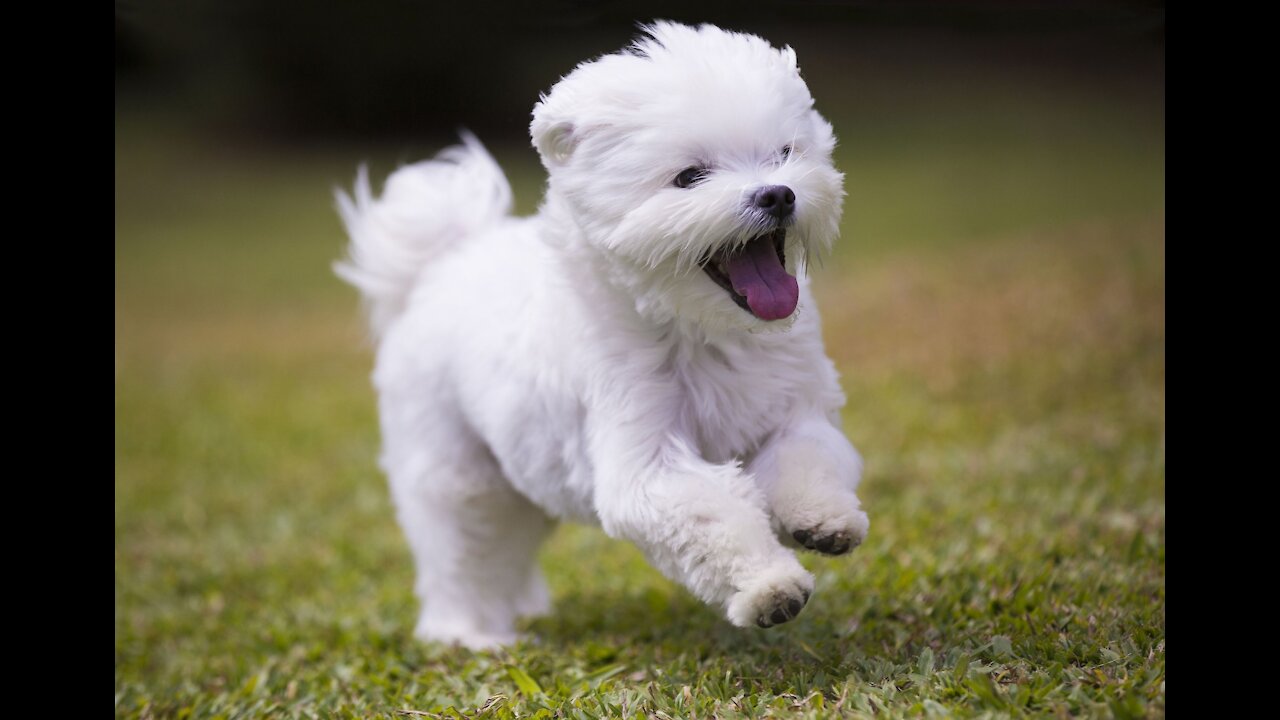 Cute Pets Funny Action || Funny moments Of Cute Animals ||