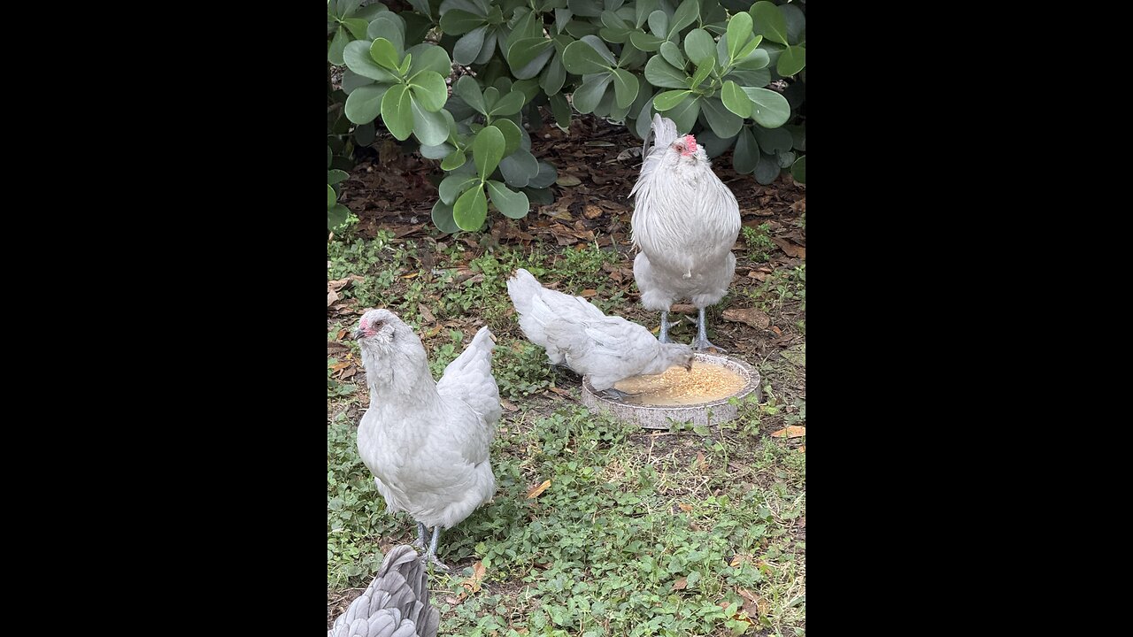 Chicken Feeding Time