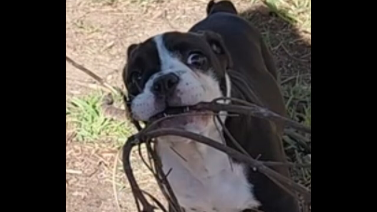 Who Keeps Moving the Wood Pile!?!