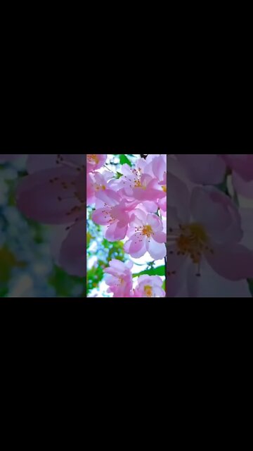 That's the life. #warmbreeze #flowers #family #walk