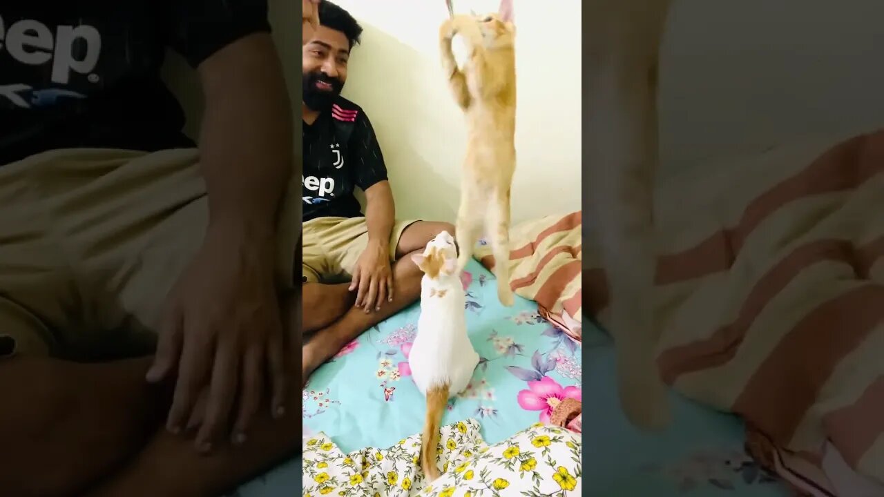 My husband I don't want cat Actually any kind of pet And also my husband ♀ From “No pet” da