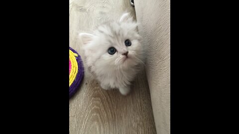 Hungry little kitten begging for food