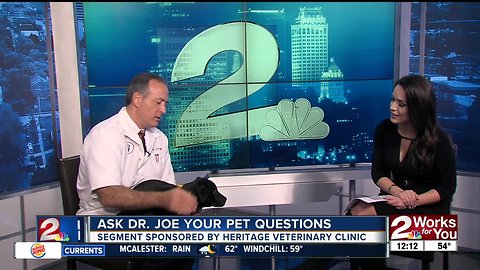 Ask Dr. Joe Your Pet Questions: Salem the lab puppy