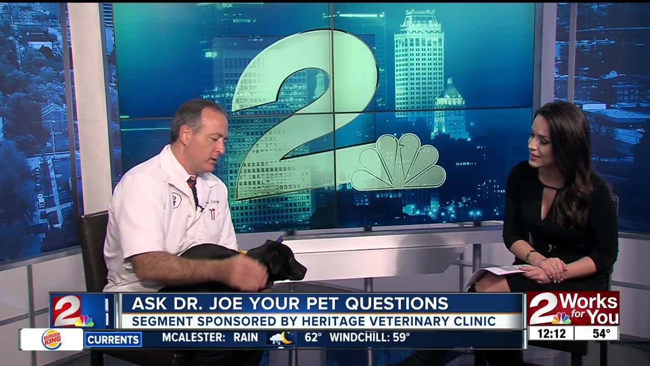 Ask Dr. Joe Your Pet Questions: Salem the lab puppy