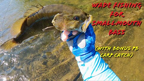 Wade Fishing for Smallmouth bass (w/bonus PB carp catch at Raystown Lake)