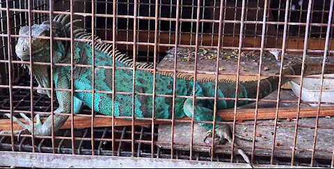 Colorful Collared Lizards in cage