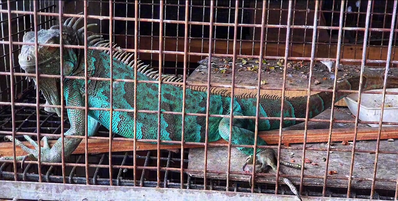 Colorful Collared Lizards in cage