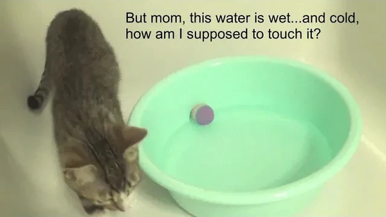 HAALP! The Ball Fell into the Water