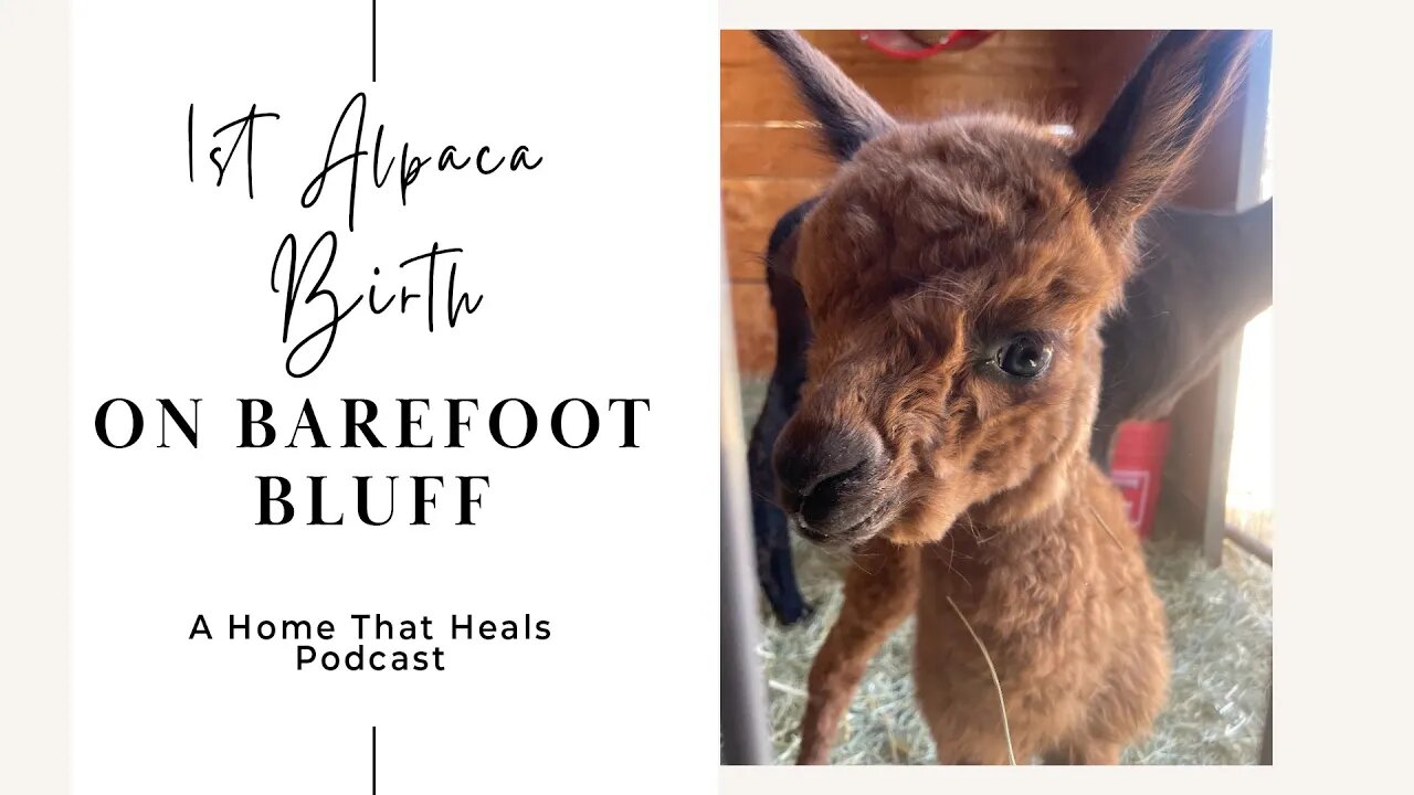 1st Alpaca Birth On Barefoot Bluff