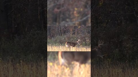 They both said "NOPE" #shorts #biology #deer #deerhunting