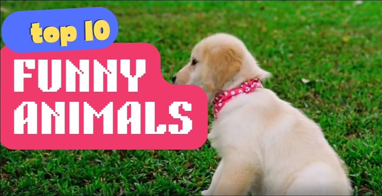 Funny Entertaining Animals - Relaxing baby watch - kids love to enjoy.