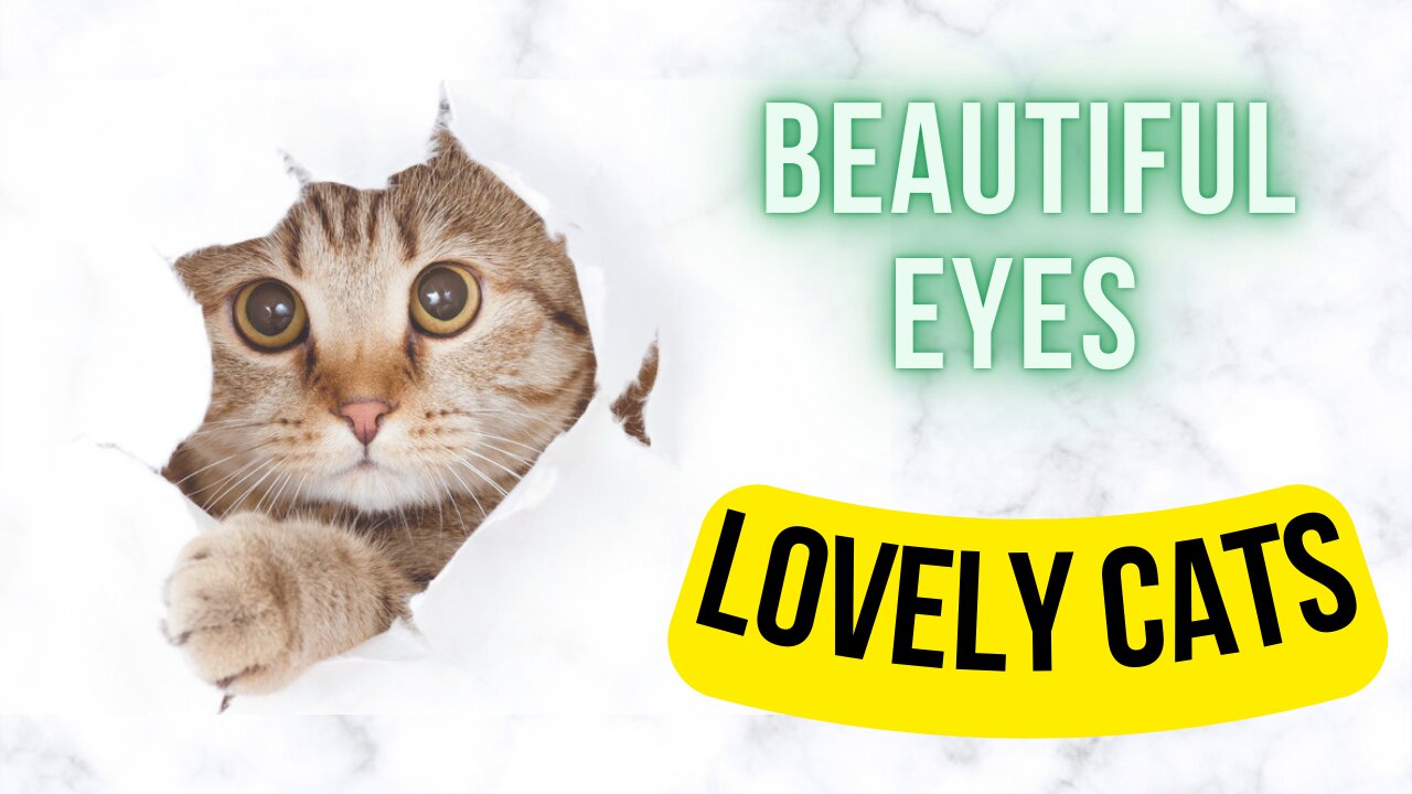 Cat Video | Cat Eyes | Pets | The beauty of Nature.