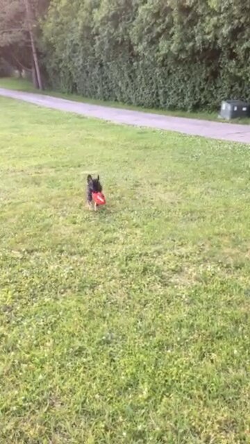 Little Enzo - Happy Sunday!