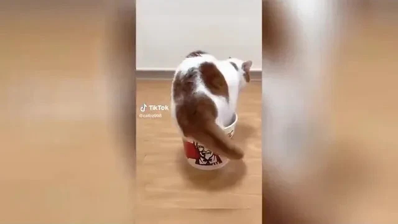 Cute @ Pet @ TikToks @ To Cheer You Up