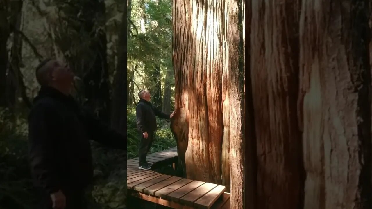 Did you know there is an AMAZING Rainforest Trail just outside of TOFINO?