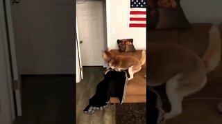 Dog's reaction. 😂😂 #shorts