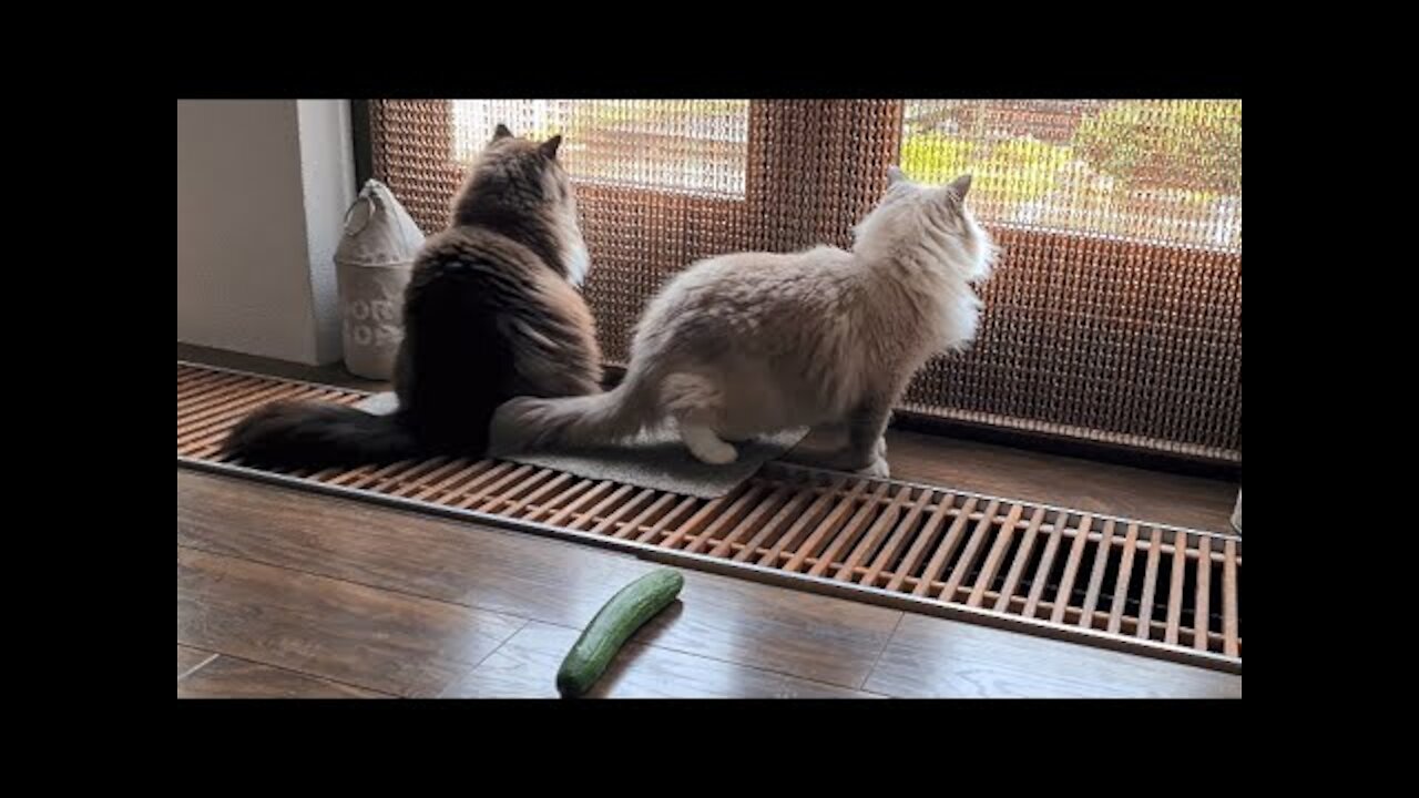 How do Laid Back Ragdoll Cats React To Cucumber