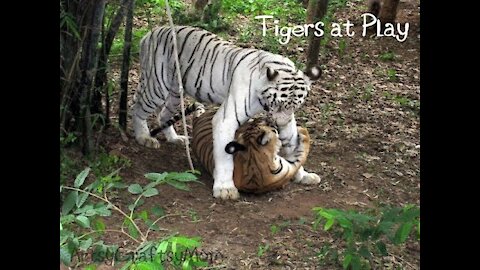 Bannerghatta national park ZOO