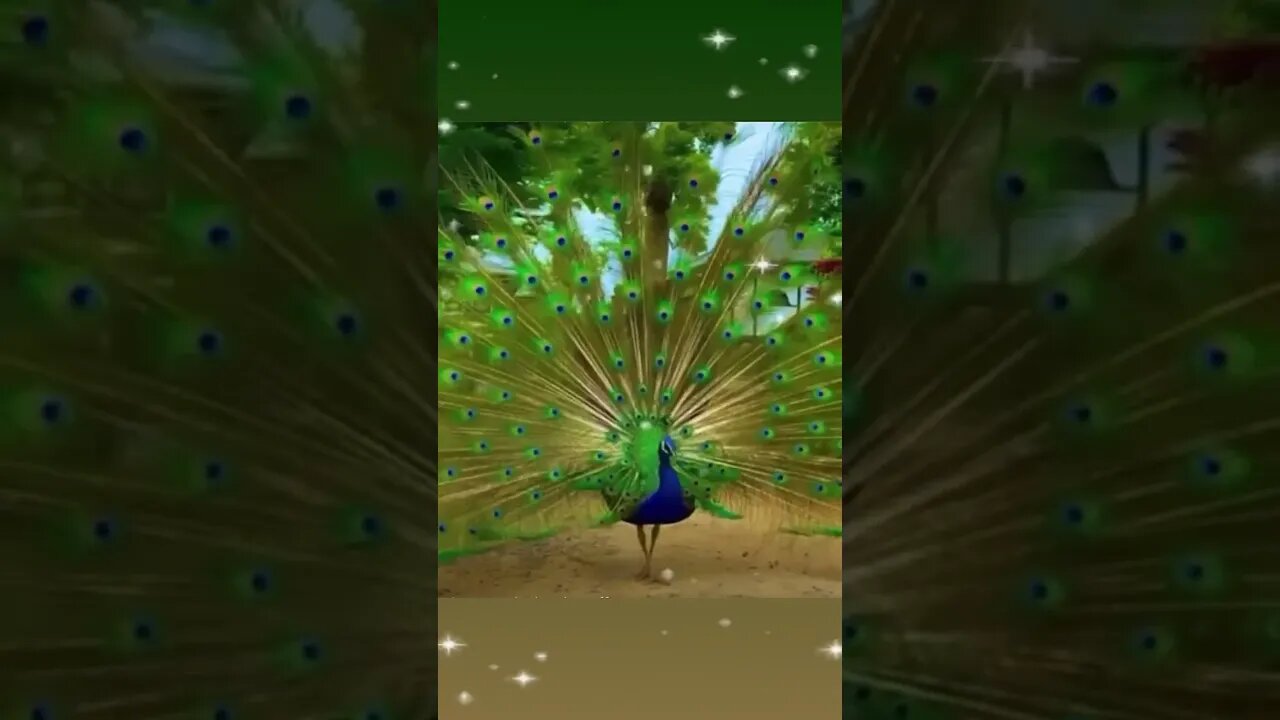 What a beatiful feather.