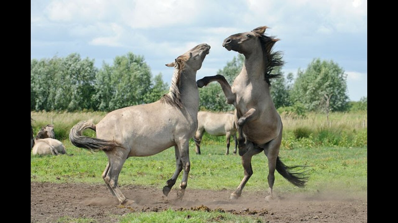 The Wild horses: Rewild in UK