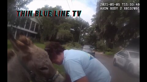 BODYCAM: Police Chase Down A Donkey Named Burt Reynolds