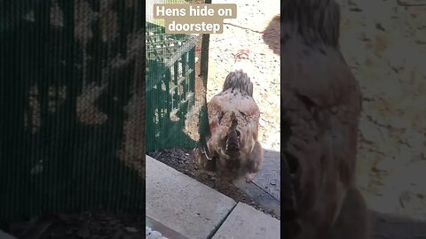 Hens hide on doorstep from predator