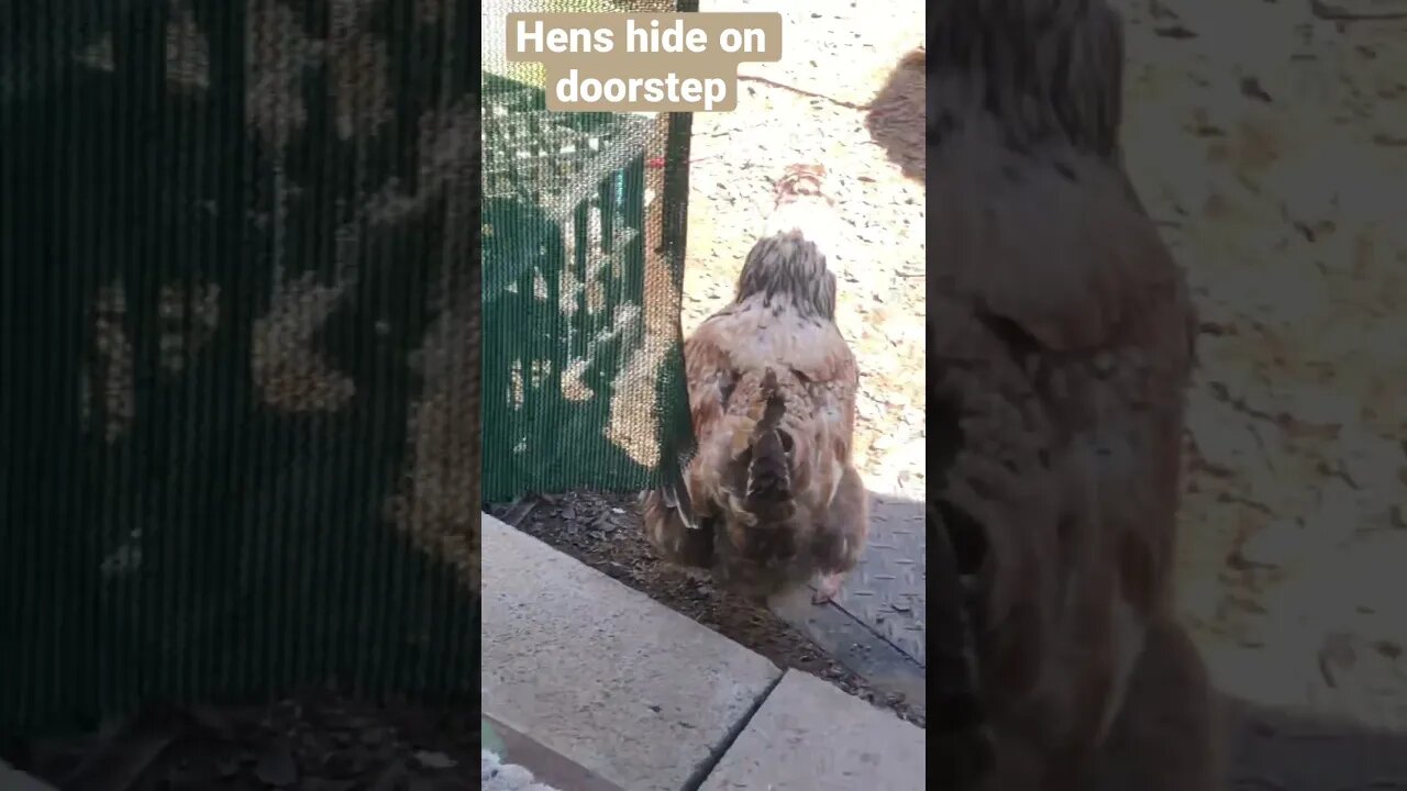 Hens hide on doorstep from predator