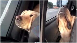 Cão dorme no carro da forma mais desconfortável