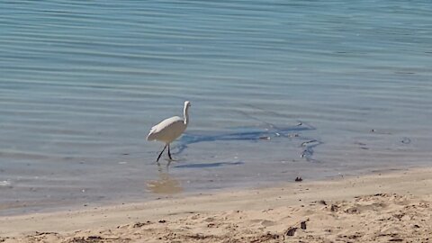 Pacific Reef Heron