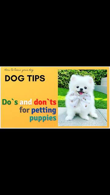 Do`s and Don`ts For Petting Puppies