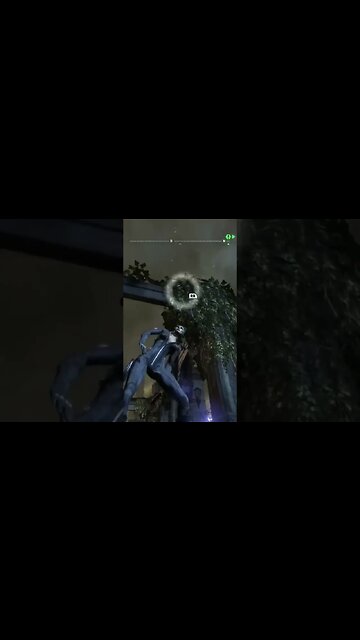 Uma Gatinha versus vários Cães