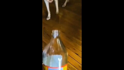 funny dogs