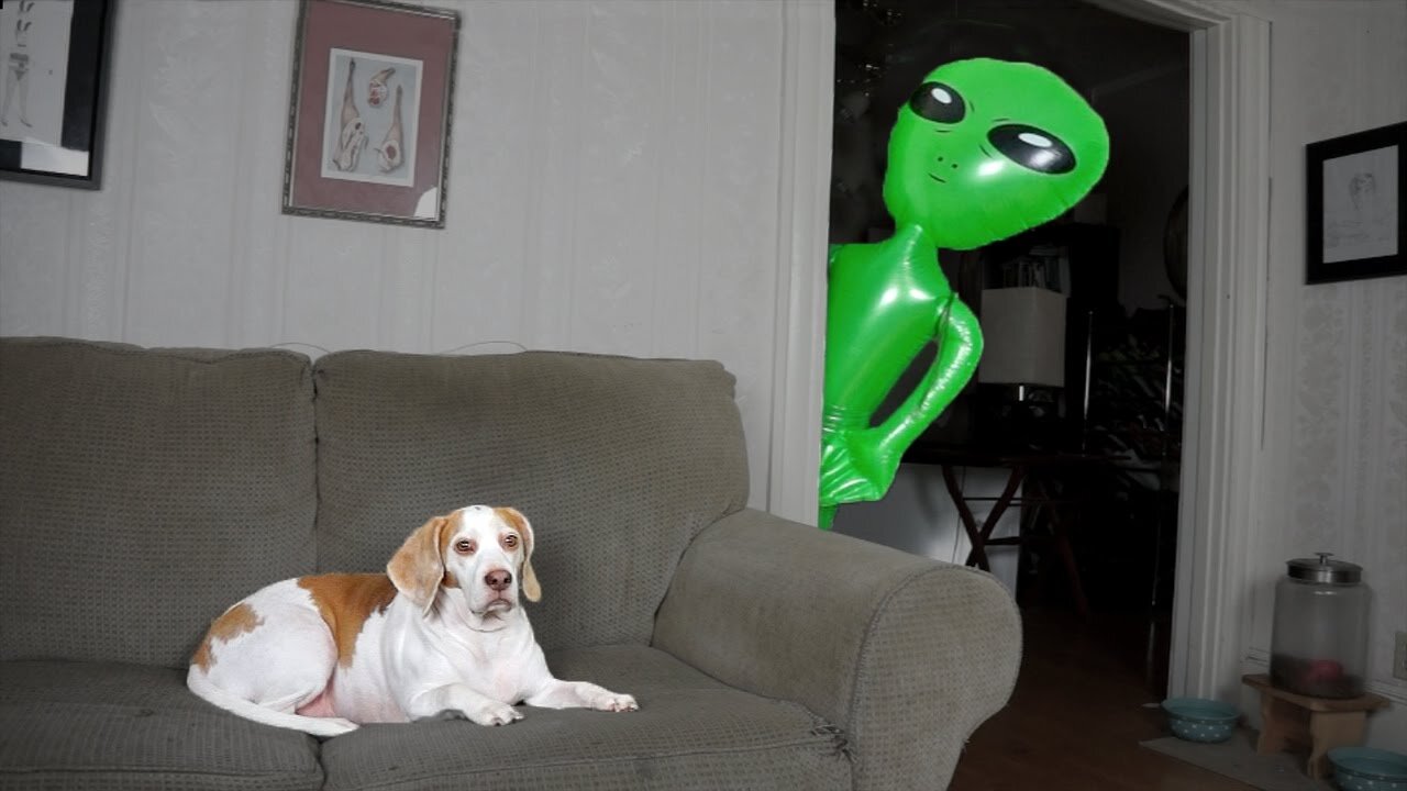 Dog Pranked with Alien Funny Dog