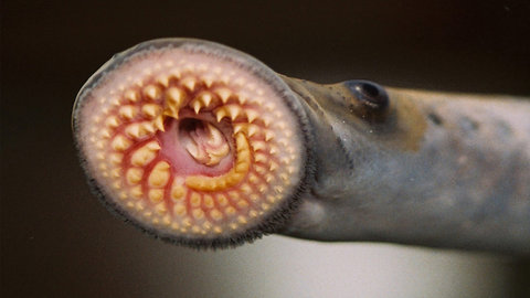 The 10 Weirdest Fish You Can Eat