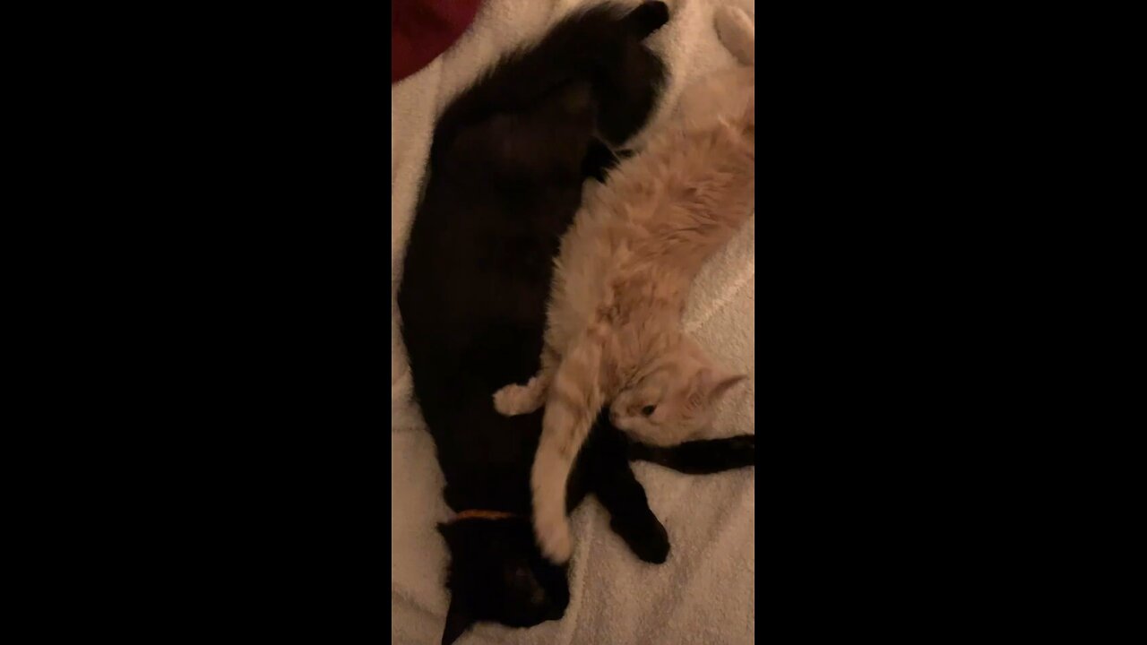 Lil munchkins cuddlin