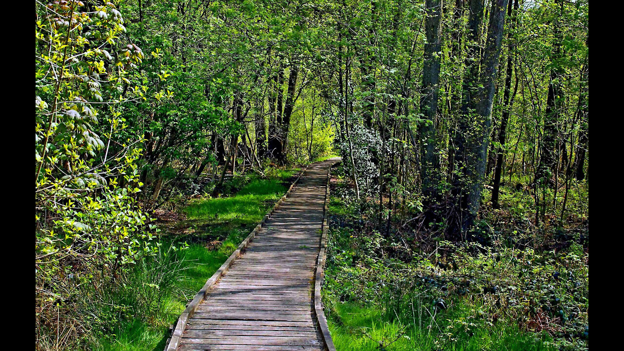 Shift Your Season by Bill Vincent