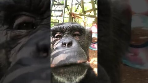 Funny Monkey tiktok dhjrkxnf