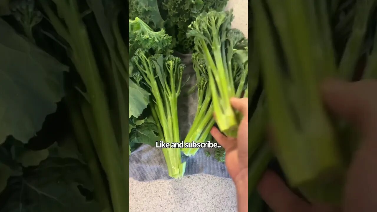 Harvesting cool season vegetables. #shorts