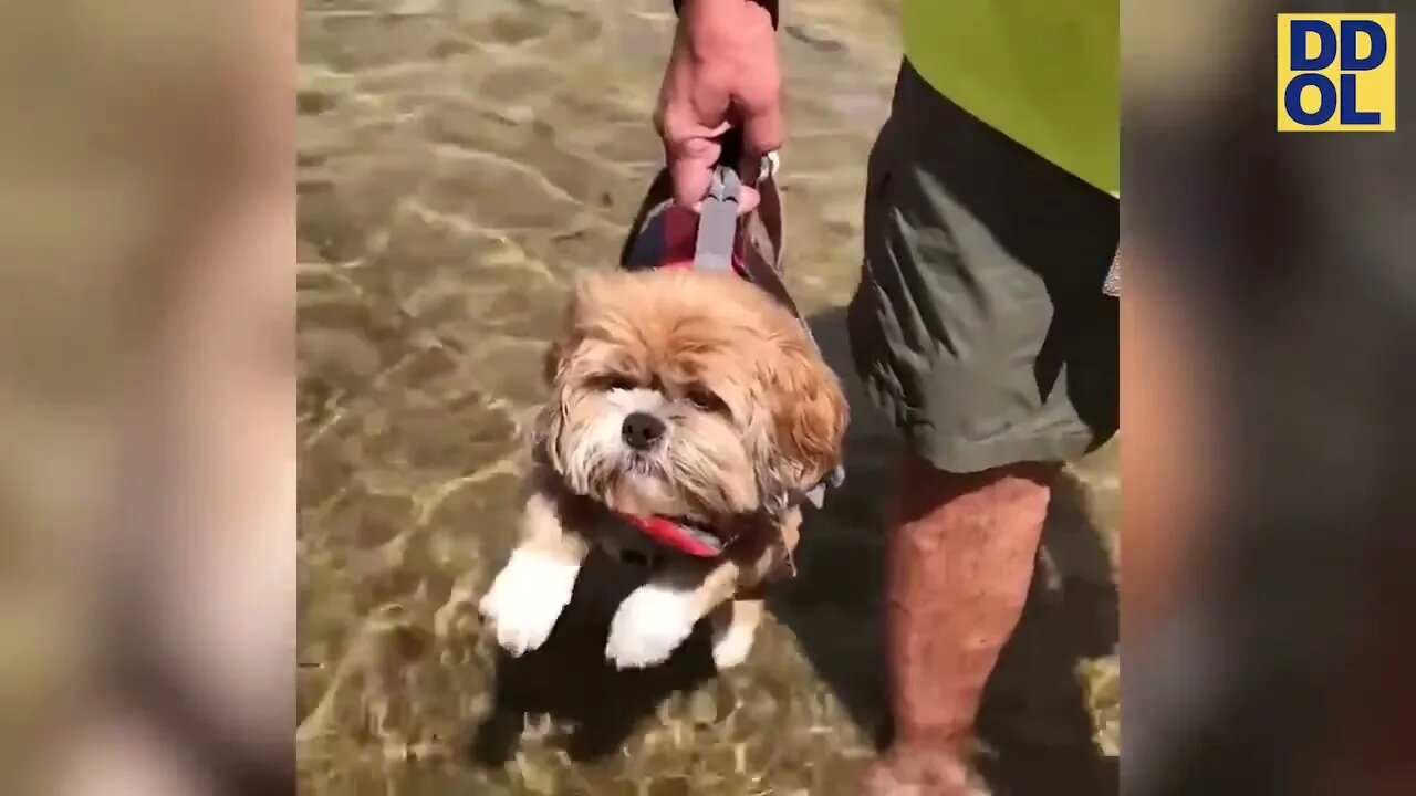 TRY NOT TO LAUGH WATCHING FUNNY FAILS VIDEOS