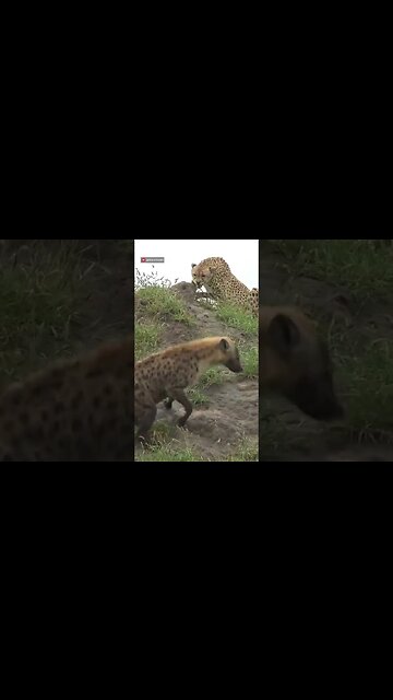 Cheetah Chases Hyena! #shorts
