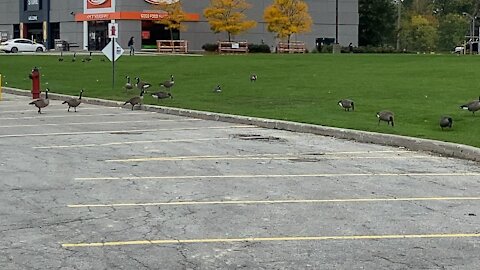 Toronto Ontario Canada Geese hangout