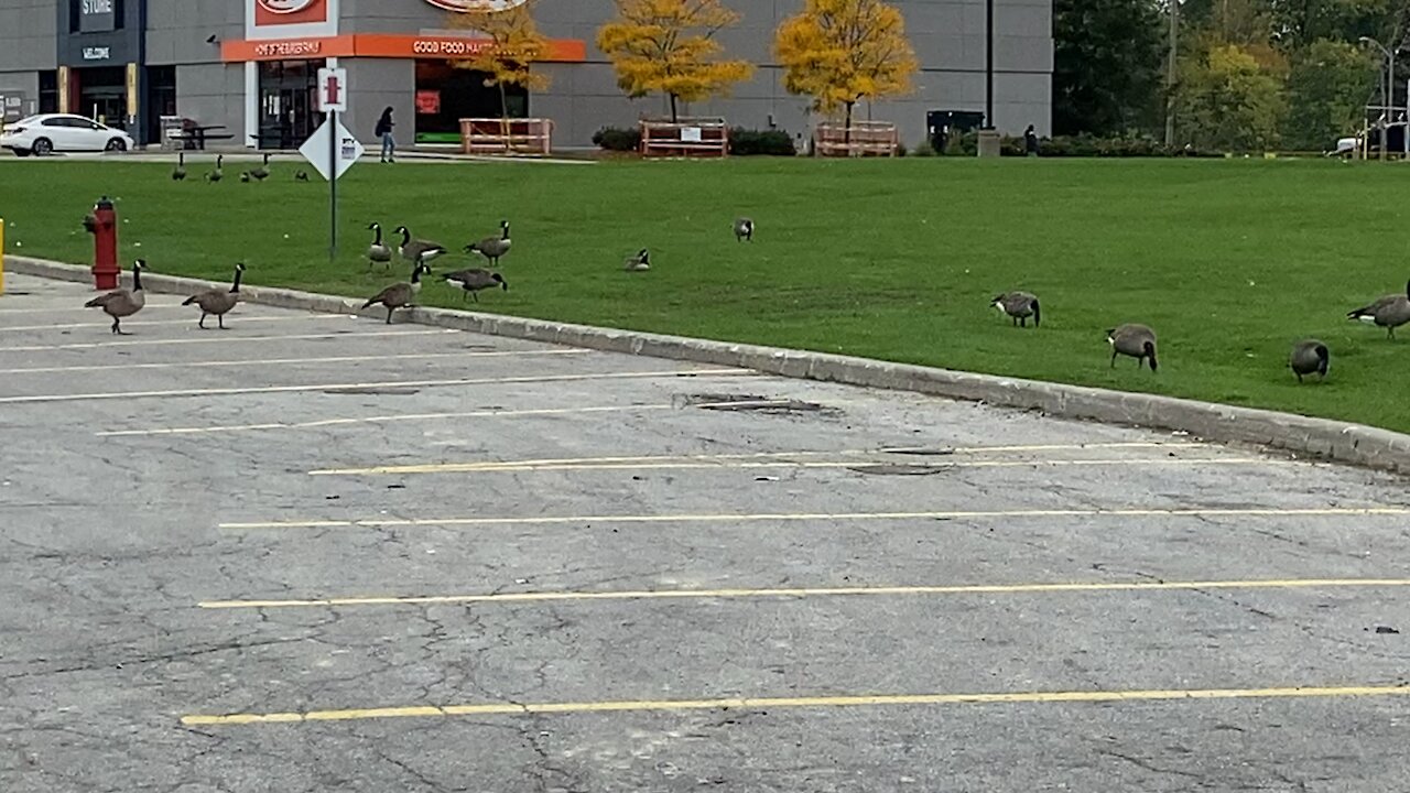 Toronto Ontario Canada Geese hangout