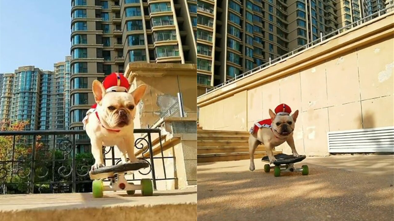 French Bulldog PK Skateboard KO