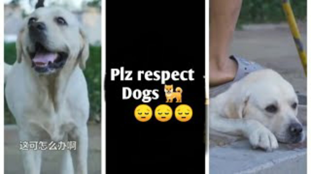 DOG SAVE BLIND MAN LIFE 😚😚😗 #SHOTS #DOGSAVE #rumbleshorts video 2022