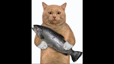 Cat Vs Big Fish