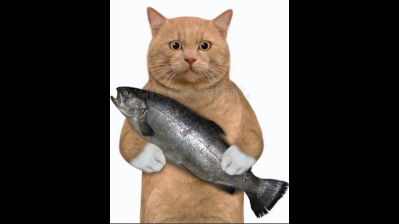 Cat Vs Big Fish