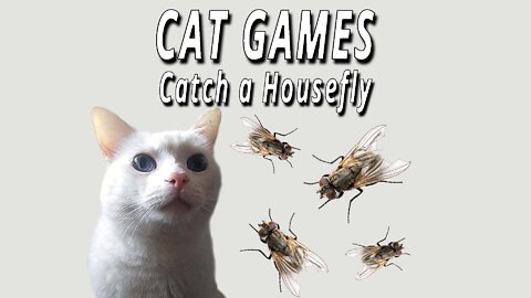 CAT GAMES: Catch a Housefly!