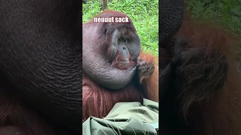 Orangutan Ponders the Mysteries of Life