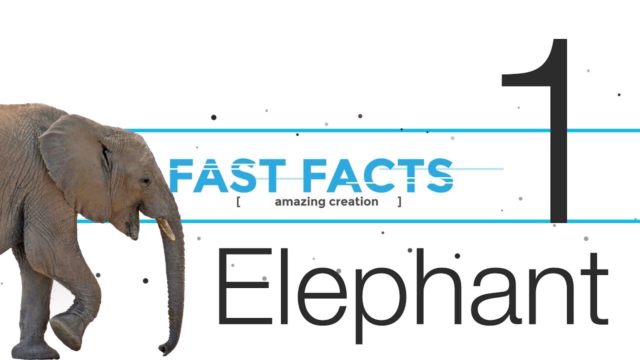 FFE1 | God's Amazing Creation - the Elephant | Fast Facts | Episode 1